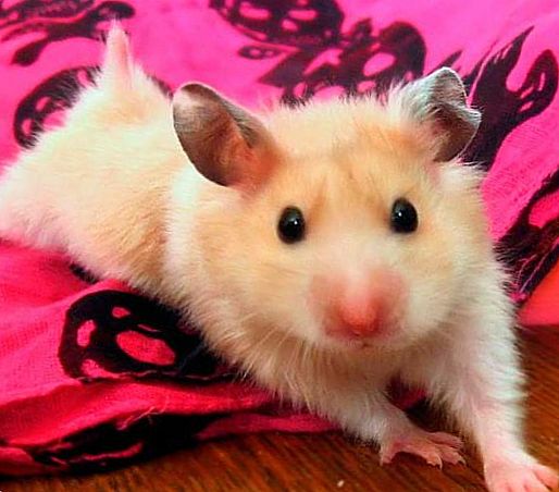 What to do if the hamster lies and does not move, but breathes