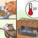 The hamster&#8217;s eyes do not open (or fester): what to do at home