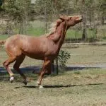 What to do if the horse does not lower its head?