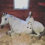 What to do if the horse is goaty?