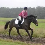 What to do if the horse “pulls” at a gallop?