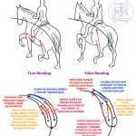 What to do if the horse shows resistance during training?
