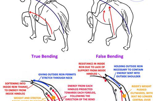 What to do if the horse shows resistance during training?