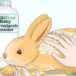 What to do if the rabbit has diarrhea, treatment methods