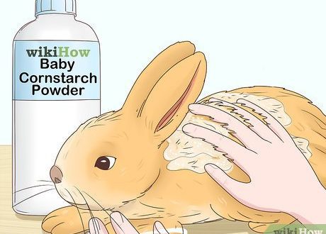 What to do if the rabbit has diarrhea, treatment methods