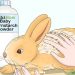 What to do if a rabbit has a nosebleed