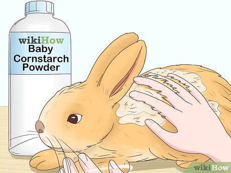 What to do if the rabbit has diarrhea, treatment methods