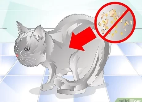 What to do if your cat has dandruff