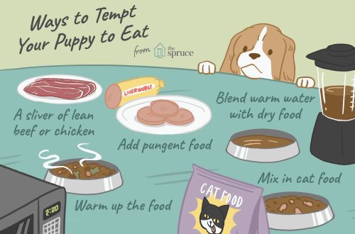 What to do if your dog does not eat food?