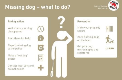 Šta učiniti ako je vaš pas nestao