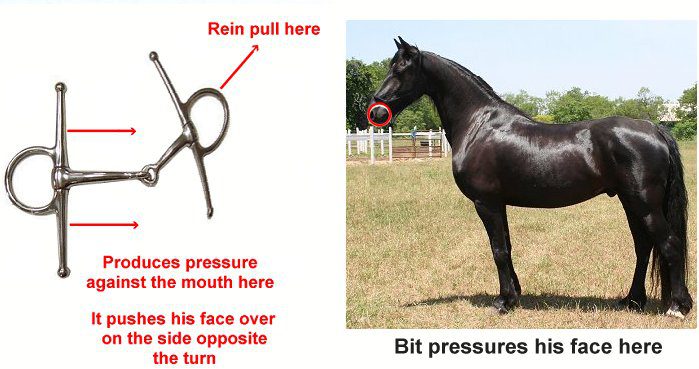 What to do to get the horse to take the snaffle? (an exercise)