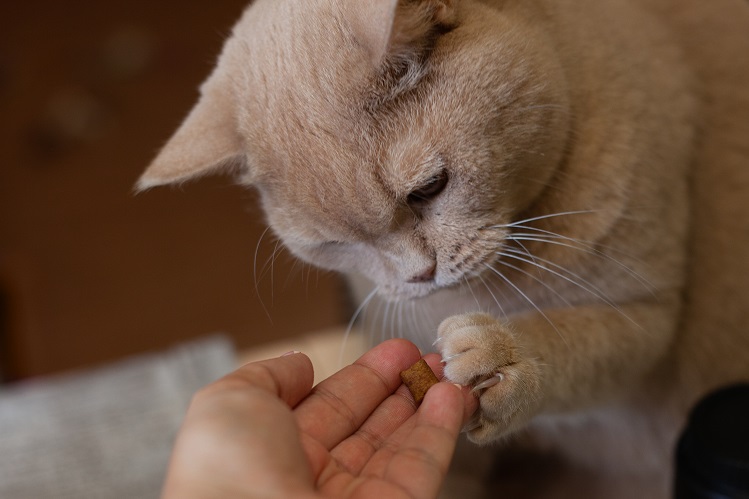 What to feed a cat