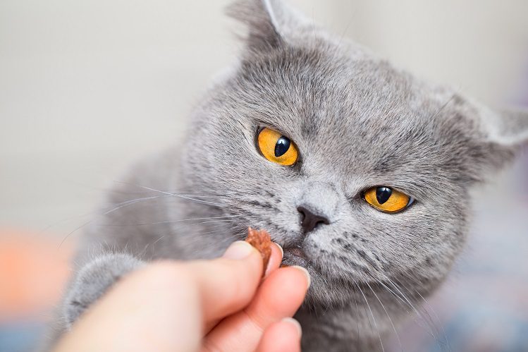 What to feed a cat