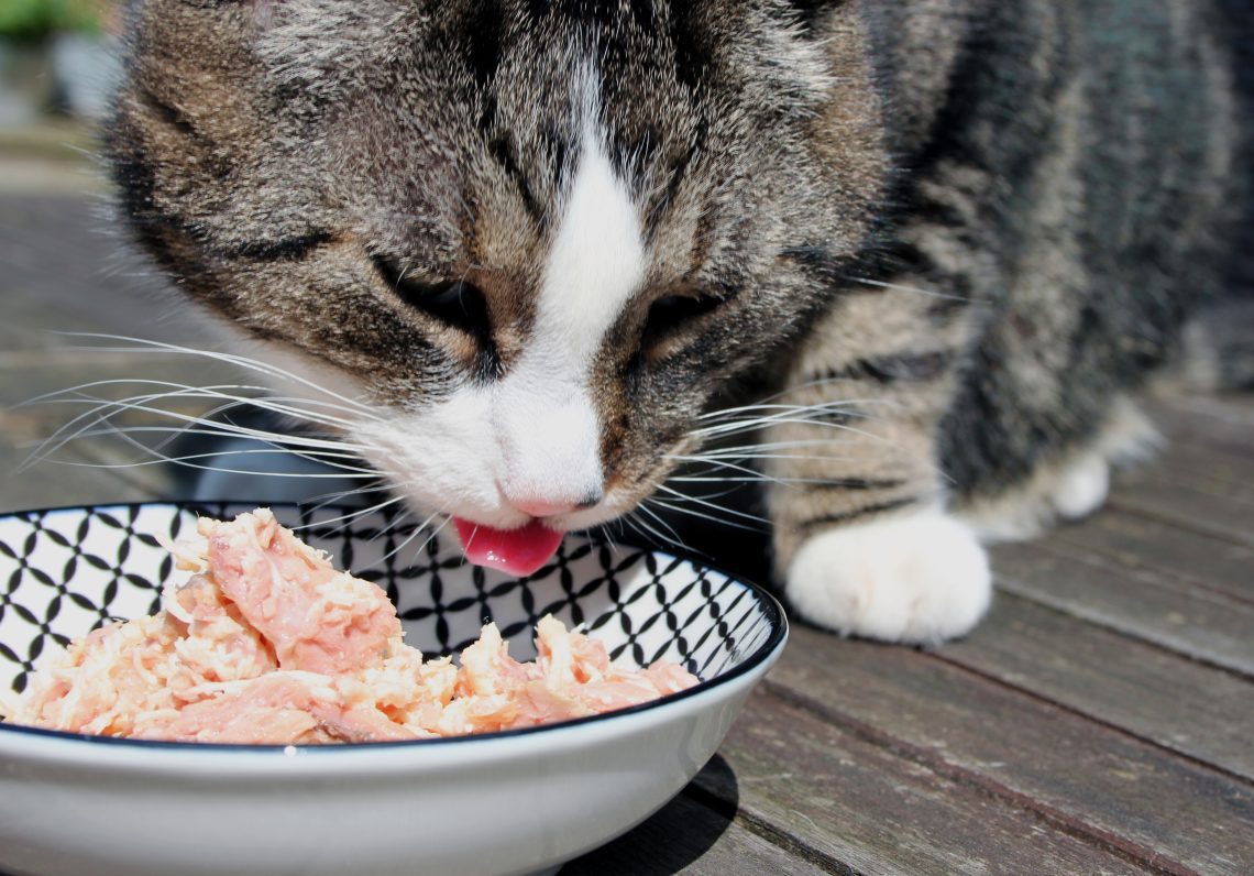 What to feed a domestic cat?