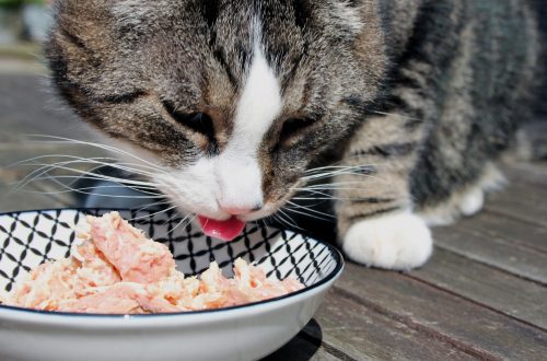 What to feed a domestic cat?