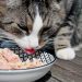 Ինչպիսի՞ն պետք է լինի կատվի սննդակարգը: