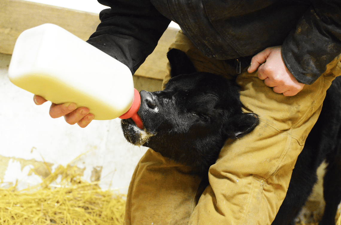 What to feed a newborn calf: colostrum, cow&#8217;s milk and milk powder