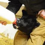 What to feed a newborn calf: colostrum, cow’s milk and milk powder