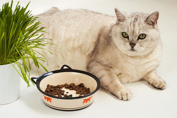 What to feed an older cat
