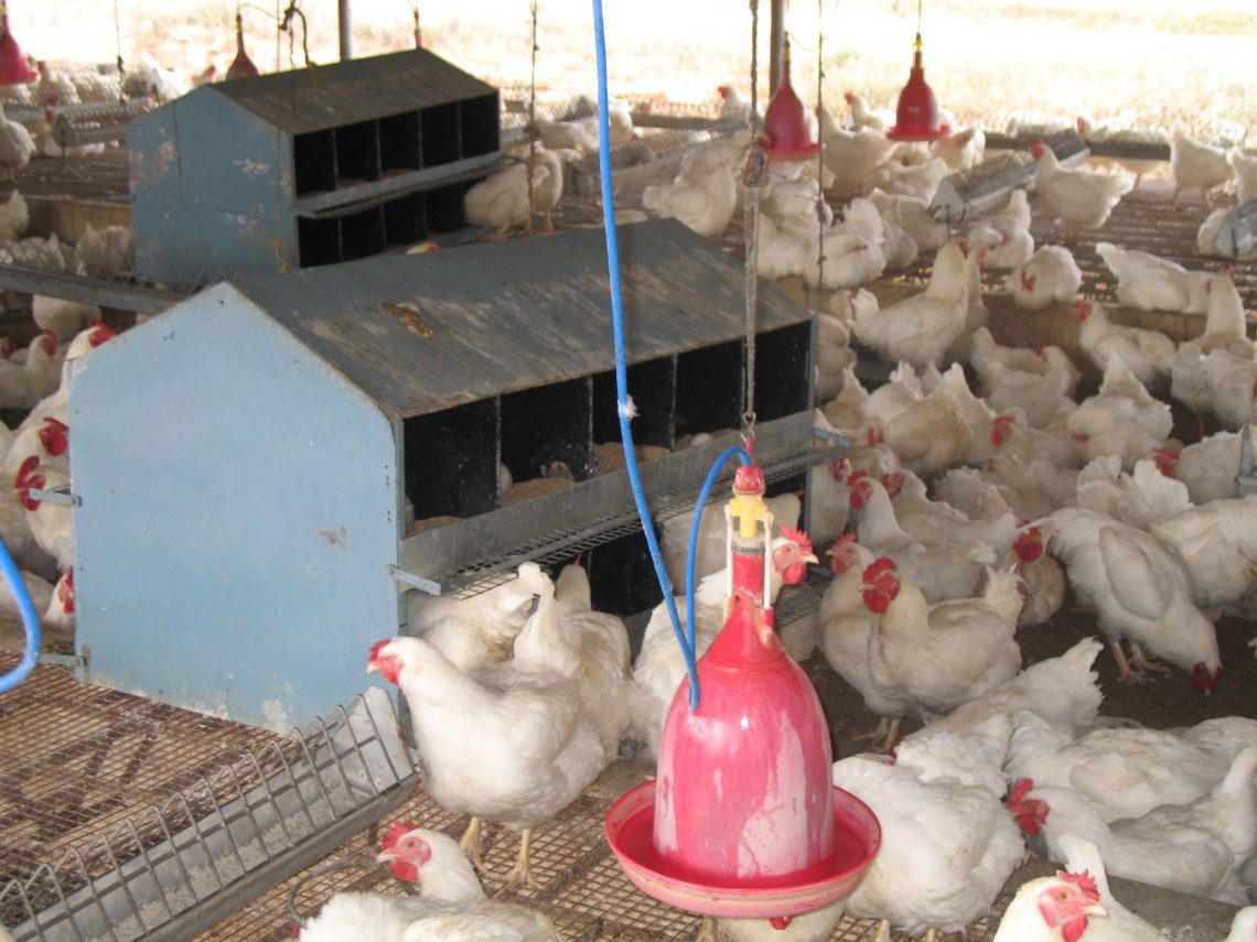 What to feed and how to care for broiler chickens in poultry houses
