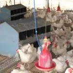 What to feed and how to care for broiler chickens in poultry houses
