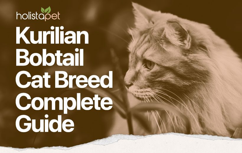 What to feed and how to care for the Kuril Bobtail