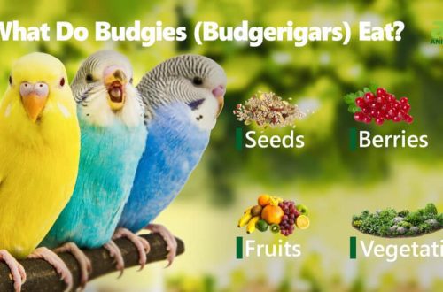 What to feed budgerigars?