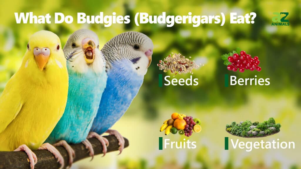 What to feed budgerigars?