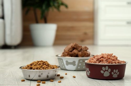 What to feed cats and dogs in spring
