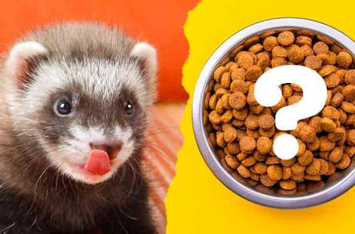 What to feed ferrets?