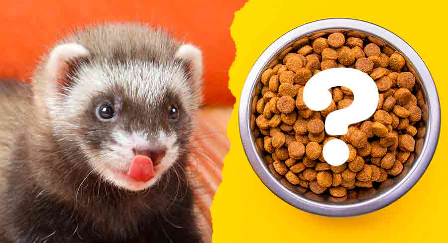 What to feed ferrets?