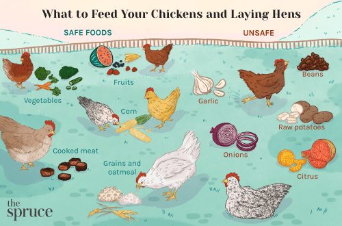 What to feed laying hens at home: tips and tricks