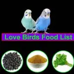 What to feed lovebirds: useful recommendations