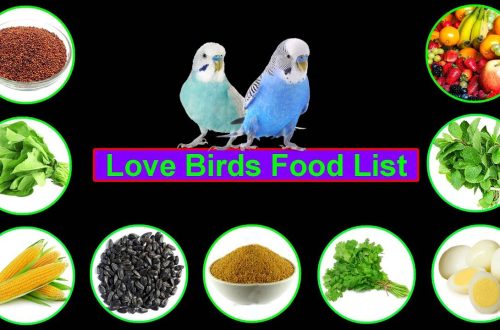 What to feed lovebirds: useful recommendations