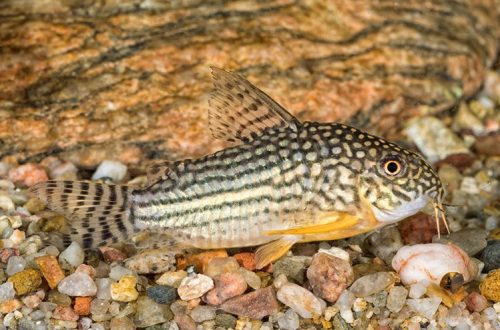 What to feed speckled catfish?