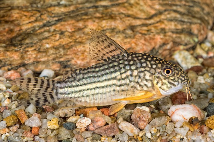 What to feed speckled catfish?