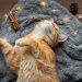Why do cats sleep on humans?