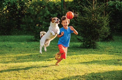 What to play with a dog for a child?