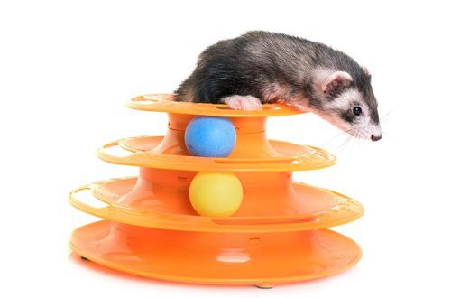 What toys are suitable for ferrets?