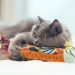 Why is an interactive toy the best gift for a cat?