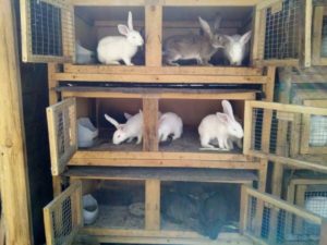 What types and sizes are rabbit cages?