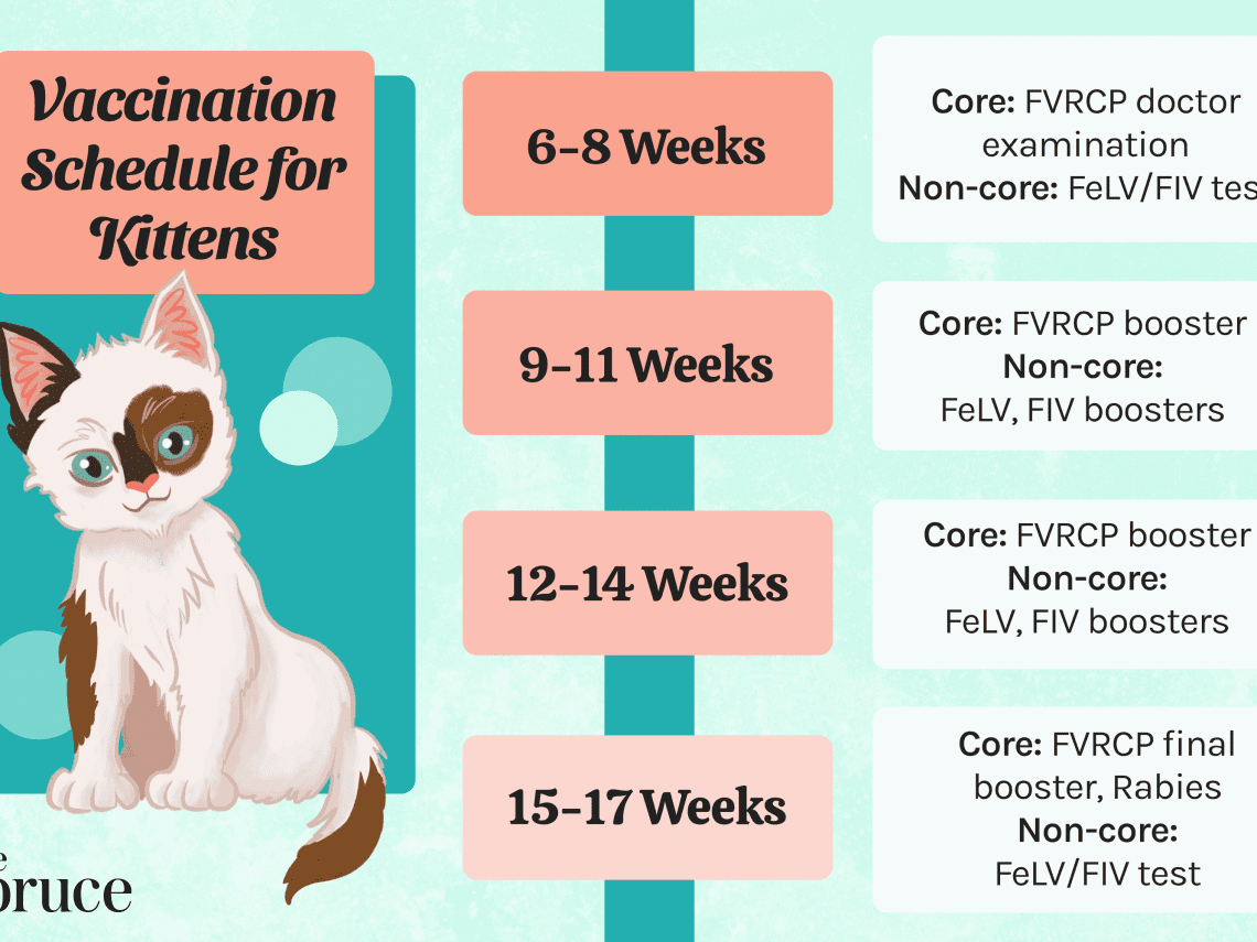 What vaccinations do kittens need and at what age are they given?