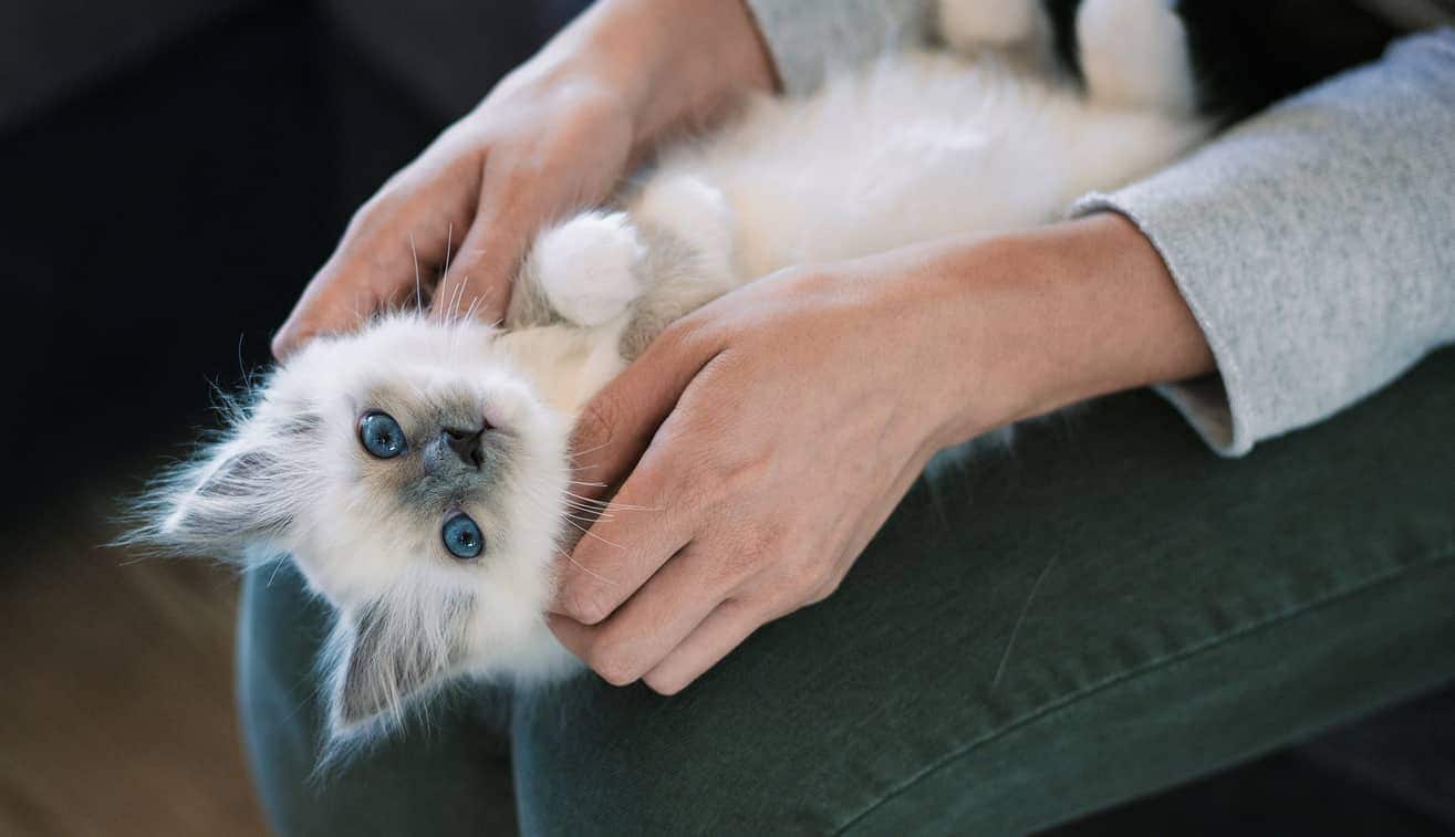 What vaccinations do kittens need and at what age are they given?