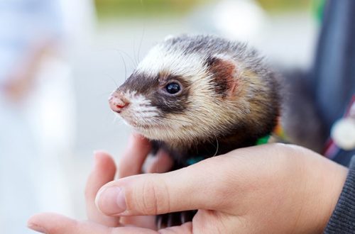 What vaccinations should a ferret get?