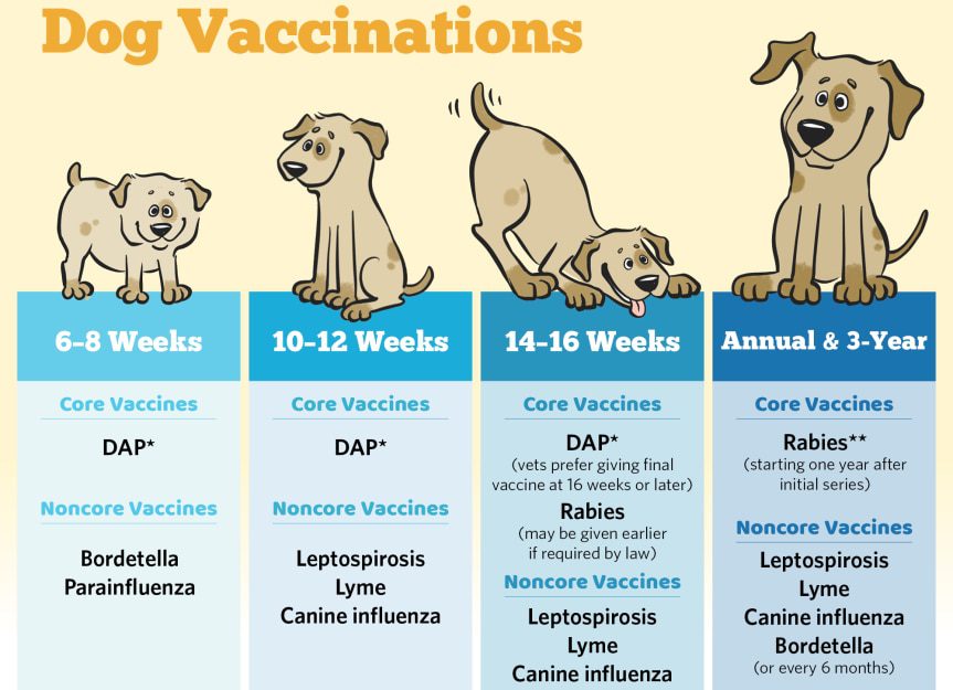 What vaccinations should a puppy get?