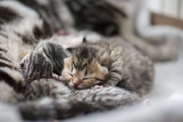 What you need to know about a kitten from birth to 1,5 months of life?
