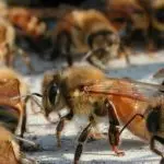 What you need to know about bees: the hierarchy in the hive and how long individual individuals live
