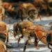 Why bees bite: what prompts them to do so