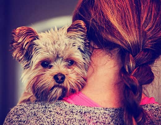 What you need to know about small dog breeds