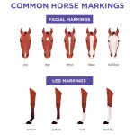 What you need to know about the behavior of horses?